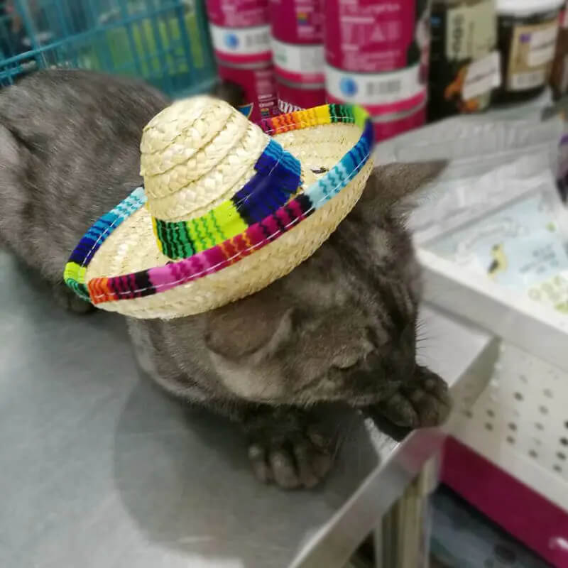 Chapéu de Palha Para Cães e Gatos