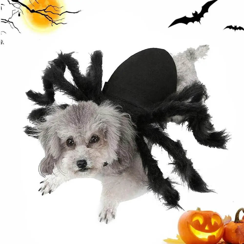 Fantasia de Aranha Para Cães e Gatos