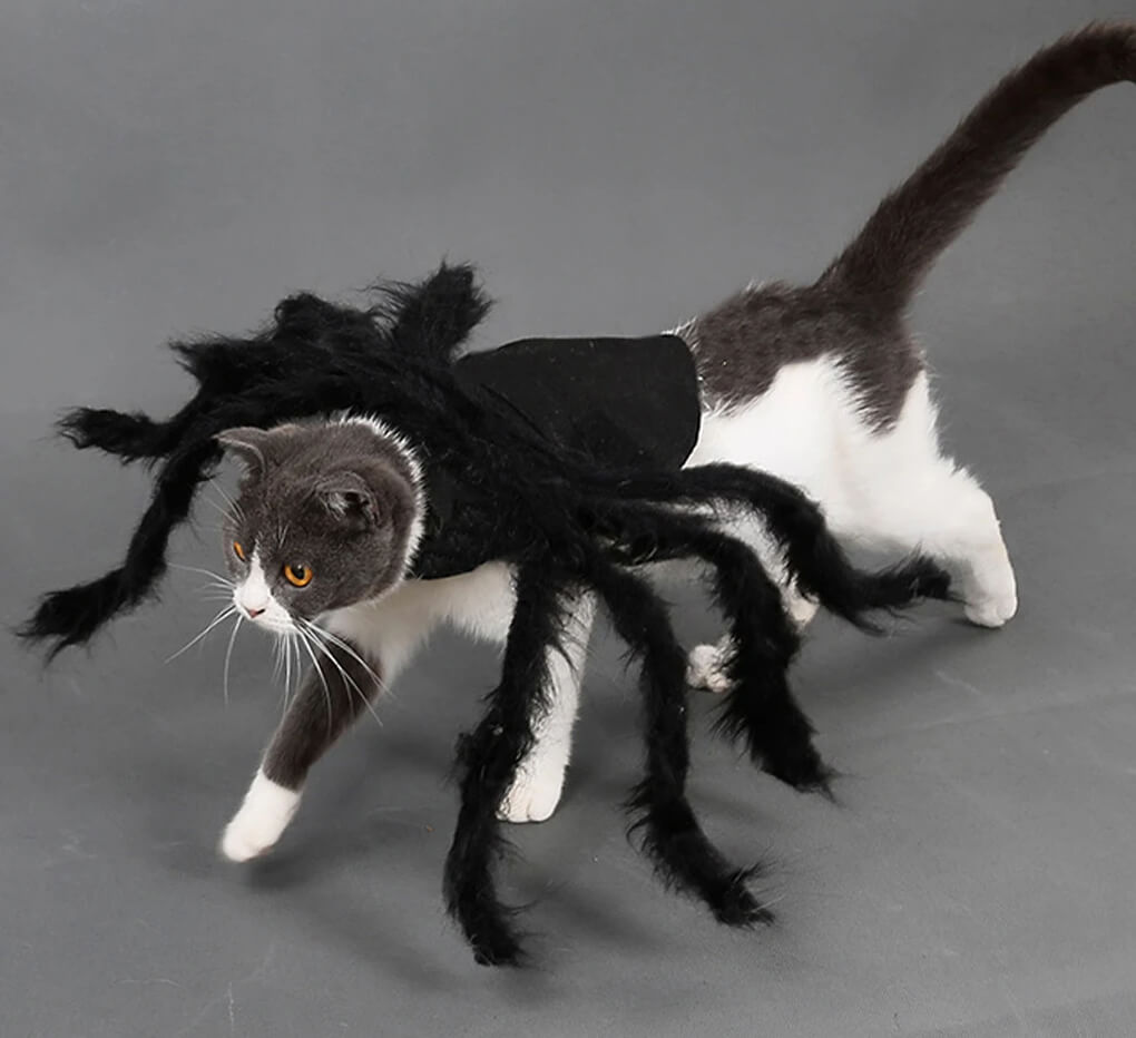 Fantasia de Aranha Para Cães e Gatos