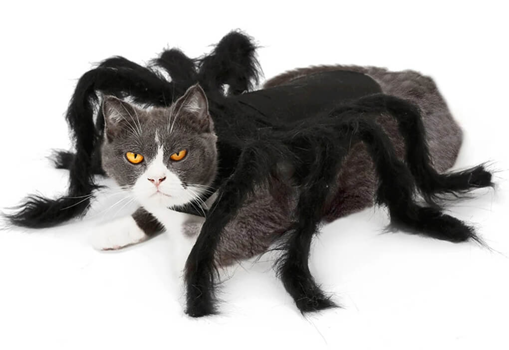 Fantasia de Aranha Para Cães e Gatos
