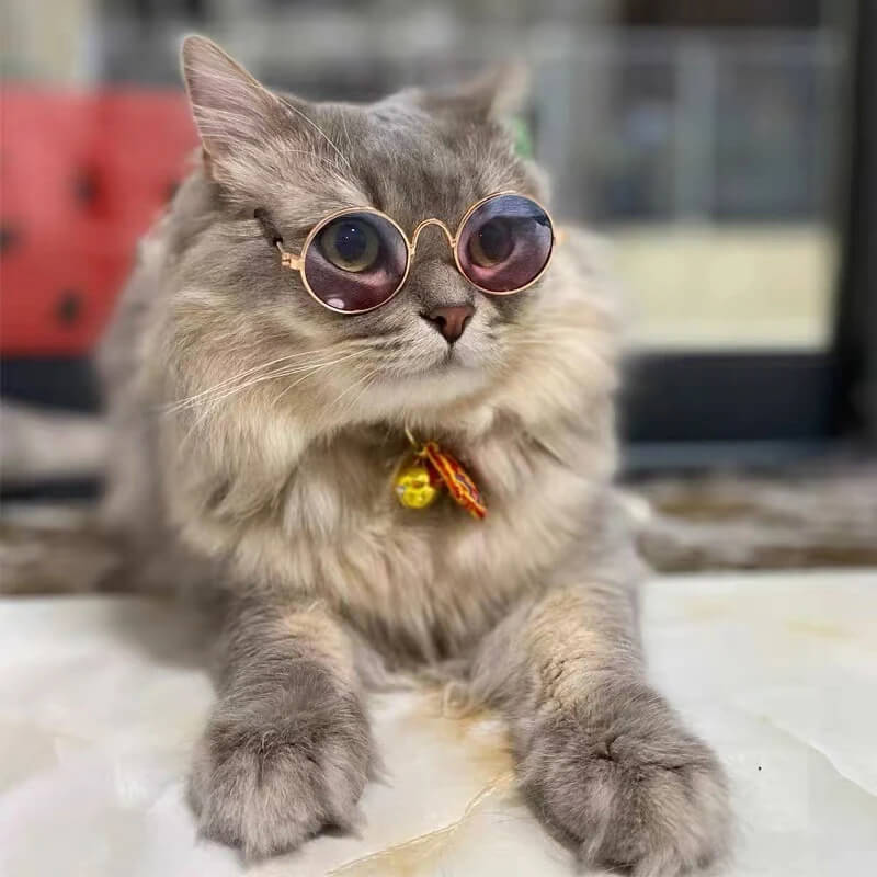 Fantasia de Havaiano Para Cães e Gatos - Camisa Florida e Óculos Escuros