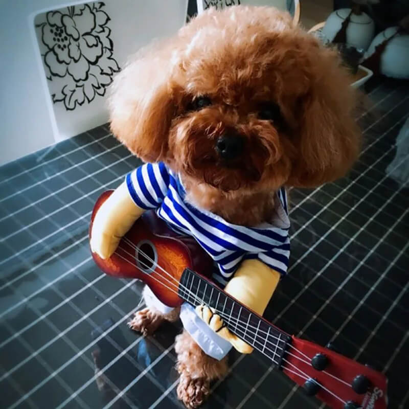 Fantasia Tocando Violão Para Cães e Gatos